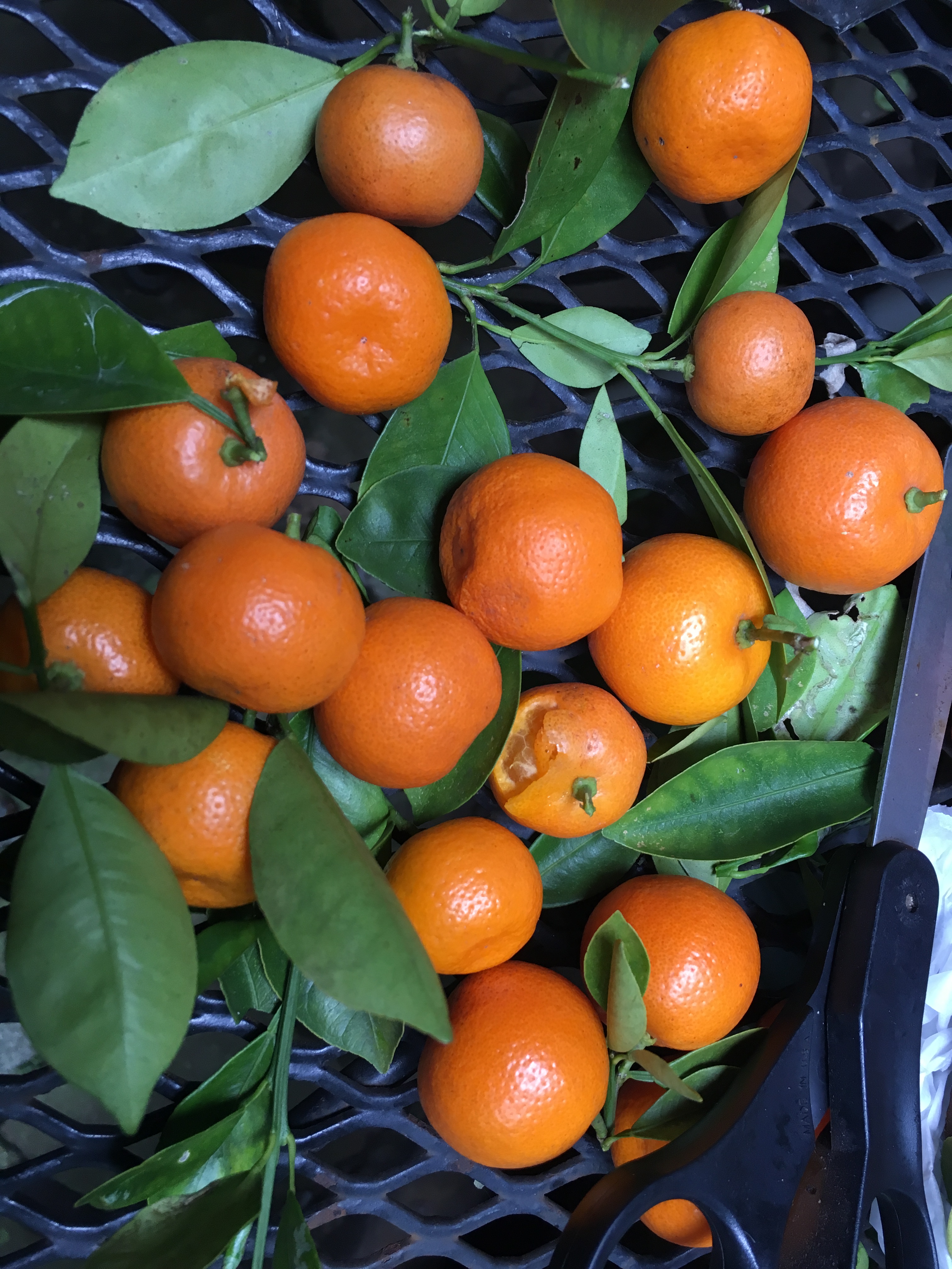 Calamondins B-K House